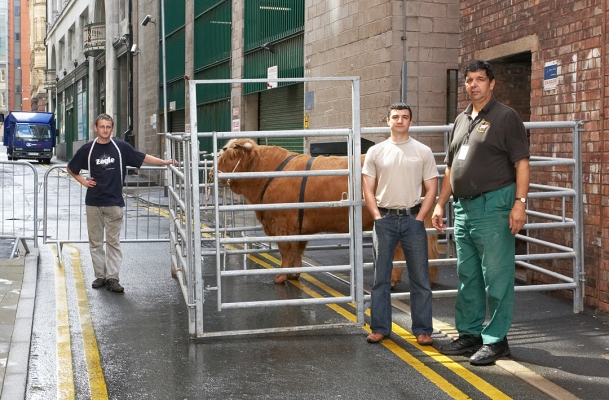 Bull Handlers with Ross of Bien Esk
Digby Gribble, Artur Ivanyan and Grzegorz Bednarski in the alley behind the Manchester Opera House.  The portable pen (which Digby was able to borrow) served as Ross' "dressing room."
Ključne besede: Ross of Bien Esk Manchester Opera House Digby Gribble Artur Ivanyan Grzegorz Bednarski Highland bull