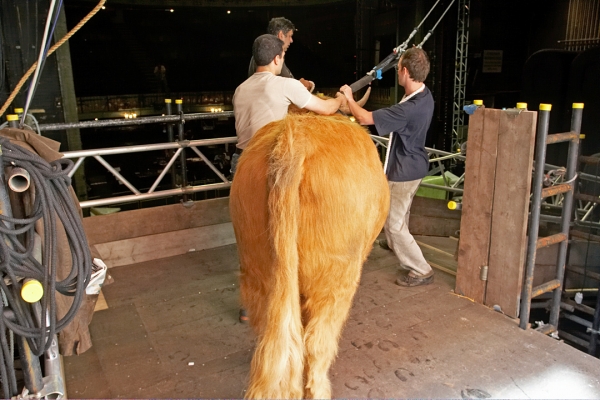 Ross Going Down the Ramp
Being attached, by Grzegorz, to the cables that will prevent him from running anywhere, falling into the orchestra pit, etc.  In the end, the cables weren't necessary -- but it was nice to know that they were there.
Keywords: Ross of Bien Esk Manchester Opera House Highland Bull Grzegorz Bednarski Artur Ivanyan