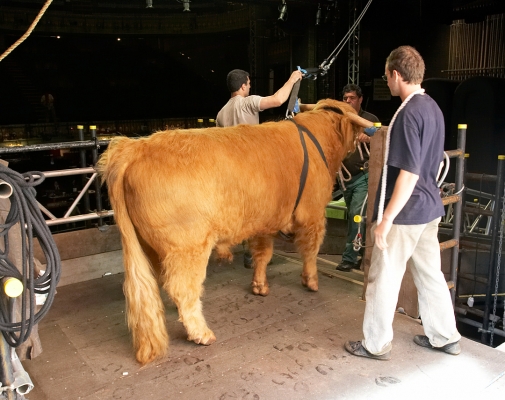 Ross Going Down the Ramp to the Stage
Keywords: Ross of Bien Esk Artur Ivanyan Grzegorz Bednarski Highland bull Manchester Opera House