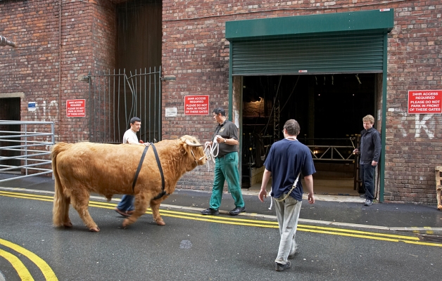 Ross Waiting for His Cue
Ross entered and left the Manchester Opera House via the roll-up door in the back alley.  The three bull handlers get him ready, while Jack Thompson looks on.
Keywords: Ross of Bien Esk Highland Bull Grzegorz Bednarski Artur Ivanyan Digby Gribble Jack Thompson Manchester Opera House