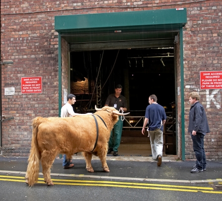 Ross Is Entering The Building
Getting ready to go down the ramp to the stage of the Manchester Opera House.
Słowa kluczowe: Digby Gribble Ross of Bien Esk Artur Ivanyan Grzegorz Bednarski Jack Thompson Manchester Opera House Highland bull