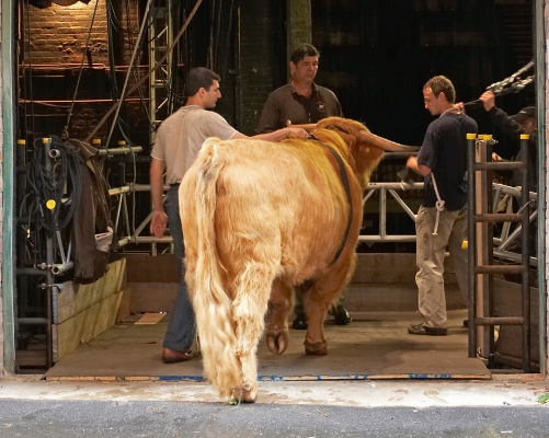 Ross Is In The Building
Getting ready to do down the ramp to the stage of the Manchester Opera House.
Ключові слова: Ross of Bien Esk Artur Ivanyan Digby Gribble Grzegorz Bednarski Highland Bull Manchester Opera House