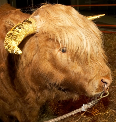 Ross of Bien Esk
Ross with golden horns --- gold leaf was applied before each performance --- dressed as the [url=http://en.wikipedia.org/wiki/Apis_(Egyptian_mythology)]Apis bull[/url] from Egyptian mythology.
Keywords: Ross of Bien Esk Apis bull Highland bull Highland cattle gold leaf gold horns Egyptian mythology