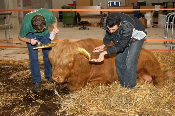 Grzegorz and Artur Applying Gold Leaf to Ross' Horns
Palabras Clave: Grzegorz Bednarski Artur Ivanyan Ross of Bien Esk gold leaf gold horns Highland bull