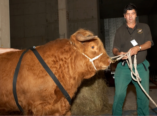 Digby Gribble with Ross of Bien Esk
Leading Ross out of his secret hideaway beneath the Manchester Magistrates' Court and over to the Manchester Opera House.
الكلمات الإستدلالية(لتسهيل البحث): Ross of Bien Esk Digby Gribble Highland bull Highland cattle harness