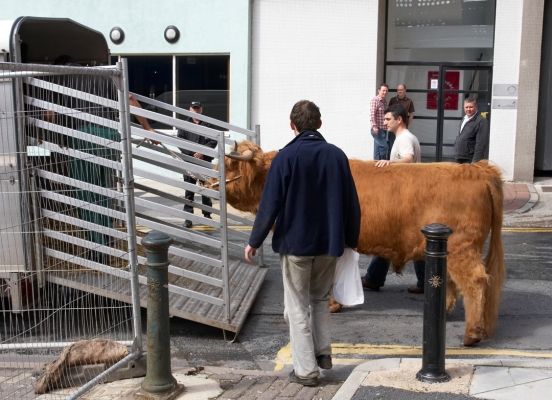 Ross Getting into the Stock Trailer
For the short ride from the Manchester Magistrates' Court to the Manchester Opera House.  We wanted to simply walk him, but the thought of a bull walking through city streets was a bit chilling to others.
Ključne besede: Ross of Bien Esk stock trailer Highland bull Highland cattle