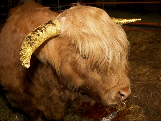 Ross of Bien Esk With Golden Horns
Freshly applied gold leaf.
Klíčová slova: Ross of Bien Esk Highland Bull gold leaf gold horns