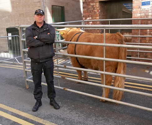 Ross of Bien Esk With A Security Guard
Ross in his temporary pen (dressing room?) behind the Manchester Opera House with one of his security guards.  The Festival organisers were wonderful at being sure that Ross had ample security --- during live performances he had at least ten security guards in the alley behind the Opera House.
Słowa kluczowe: Ross of Bien Esk security guard Highland Bull Highland cattle Manchester Opera House