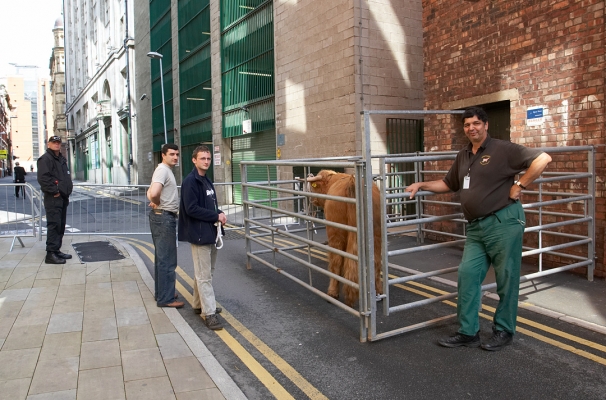 The Bull Handlers With Ross
In the temporary holding pen behind the Manchester Opera House.
Keywords: Ross of Bien Esk Highland bull Highland cattle Manchester Opera House Digby Gribble Grzegorz Bednarski Artur Ivanyan