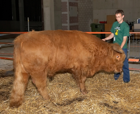 Grzegorz With Ross
In Ross' temporary accommodation beneath the Manchester Magistrates' Court.
Keywords: Ross of Bien Esk Highland bull Grzegorz Bednarski Manchester Magistrates Court