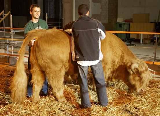 Grzegorz and Artur Taking Ross' Temperature
We had a small concern that the space beneath the Magistrates' Court was a bit stuffy, so Grzegorz (a veterinary student in Poland) purchased a digital thermometer at Boots and Grzegorz took Ross' temperature regularly.  All was well.
Keywords: Ross of Bien Esk digital thermometer Grzegorz Bednarski Artur Ivanyan Highland bull Boots