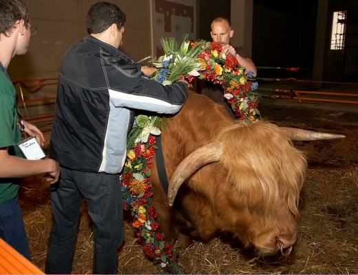 Trying The Garland of Flowers on Ross
Grzegorz and Artur help Matthew Barney put the garland of Egyptian flowers on Ross.
Λέξεις-κλειδιά: Matthew Barney Grzegorz Bednarski Artur Ivanyan Ross of Bien Esk Highland bull garland flowers Egyptian