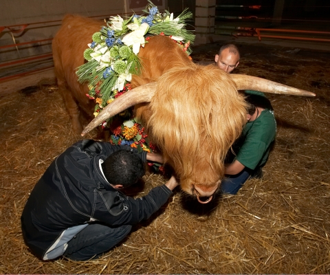 Adjusting Ross' Flowers
Palabras clave: Ross of Bien Esk Highland bull Artur Ivanyan Matthew Barney flowers