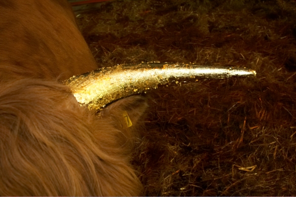 A Golden Horn
One of Ross' horns, gilded with gold leaf.
Trefwoorden: Ross of Bien Esk gold leaf golden horn gilded horn Highland bull
