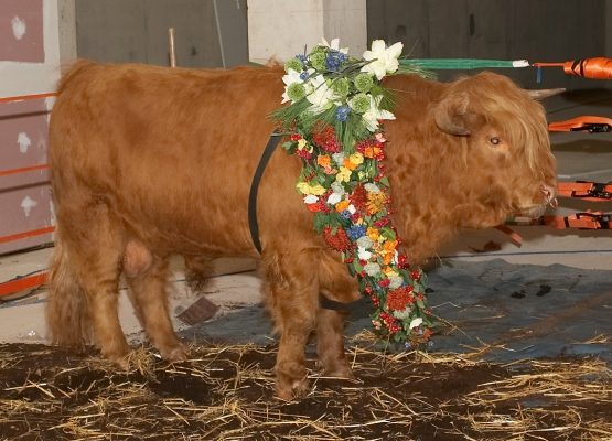 Ross of Bien Esk
Wearing his garland of Egyptian flowers, as part of his transformation into the Apis bull.
Palabras clave: Ross of Bien Esk Highland Bull garland of flowers Apis bull Egyptian mythology