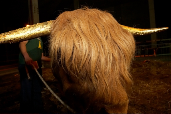 Ross' Golden Horns
His horns, freshly gilded with gold leaf.
Ključne besede: Ross of Bien Esk golden horns gilded horns gold leaf Highland bull