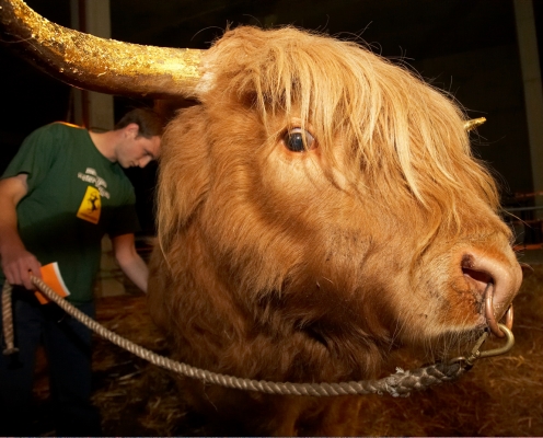 Ross of Bien Esk
Schlüsselwörter: Ross of Bien Esk golden horn gilded horn gold leaf Highland bull Grzegorz Bednarski