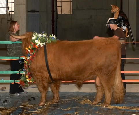 Matthew Barney with Zuko
Zuko, the basenji, in the special harness on Matthew's head.  Marge, Zuko's owner, looks on --- as does Ross.
Schlüsselwörter: Zuko basenji dog Ross of Bien Esk Matthew Barney Ross of Bien Esk Highland bull