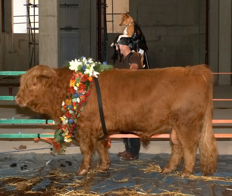 Matthew Barney Giving Zuko a Test Ride
Zuko, the basenji dog, is in a special harness on Matthew's head.  Ross stands in the foreground.
Anahtar kelimeler: Matthew Barney Zuko basenji dog Ross of Bien Esk Highland bull flower garlands Apis bull