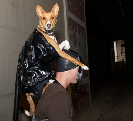 Matthew Barney with Zuko
On stage Matthew (and Zuko) will become Anubis.
Palabras clave: Zuko basenji dog Matthew Barney harness Anubis