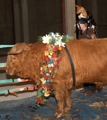 Matthew Barney, Zuko, and Ross
Keywords: Matthew Barney Anubis Zuko basenji dog Ross of Bien Esk Highland bull