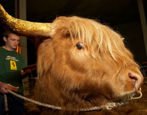 Ross of Bien Esk
Anahtar kelimeler: Ross of Bien Esk golden horn gilded horn gold leaf Highland bull Grzegorz Bednarski