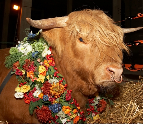 Ross Wearing His Flowers
Keywords: Ross of Bien Esk Highland bull flowers garland