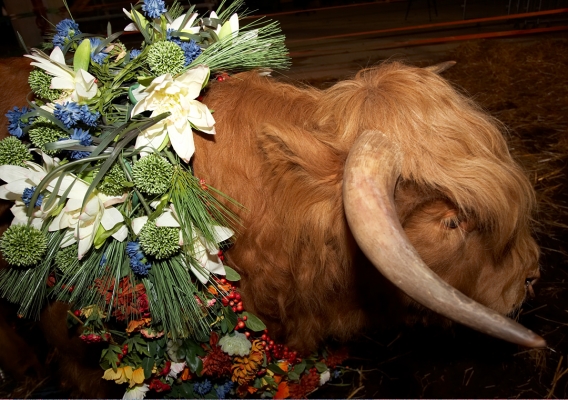 Ross Flowers
The flowers of Egypt, as part of Ross' conversion into the Apis bull.
Schlüsselwörter: Ross of Bien Esk Egyptian flowers Apis bull Egyptian mythology Highland bull
