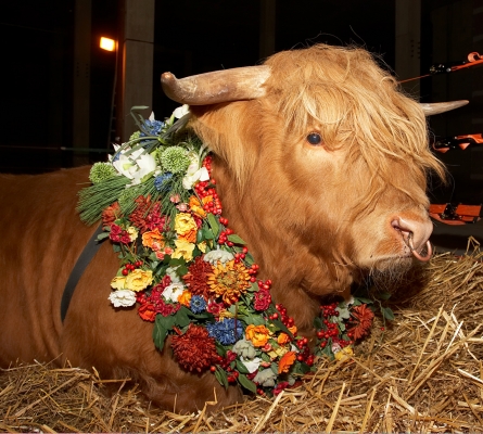 Ross of Bien Esk
Anahtar kelimeler: Ross of Bien Esk Highland bull flowers garland