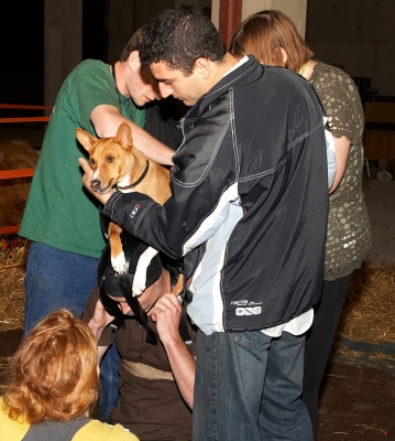 Putting Zuko into the Harness
The special harness is on Matthew Barney's head.  Artur and Grzegorz assist Zuko's owner, Marge, in placing Zuko into the harness.
الكلمات الإستدلالية(لتسهيل البحث): Zuko basenji dog Matthew Barney Artur Ivanyan Grzegorz Bednarski harness