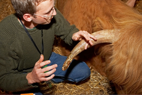 Grzegorz Applying Gold Leaf
Ross' horn was gilded each evening with gold leaf.
Słowa kluczowe: Grzegorz Bednarski gold leaf gilded horn Highland bull
