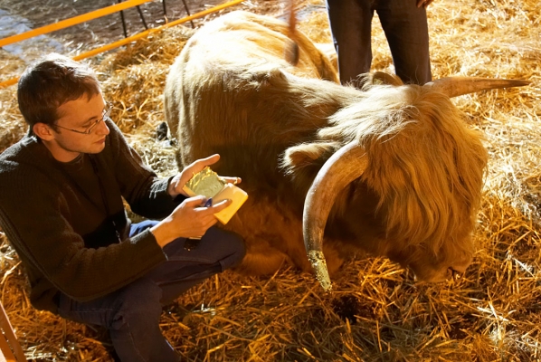 Gilding Ross' Horns
Schlüsselwörter: Grzegorz Bednarski gold leaf gold horns Ross of Bien Esk Highland bull