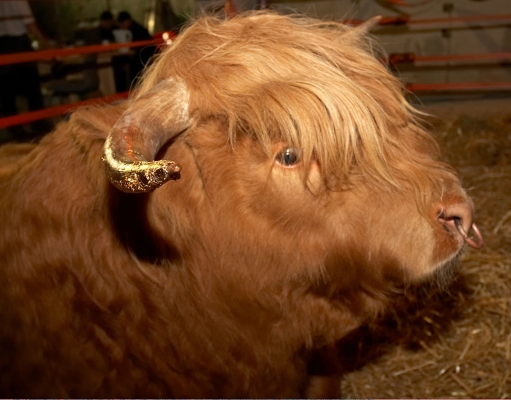 Ross of Bien Esk
Palabras clave: Ross of Bien Esk gilded horn golden horn Highland bull
