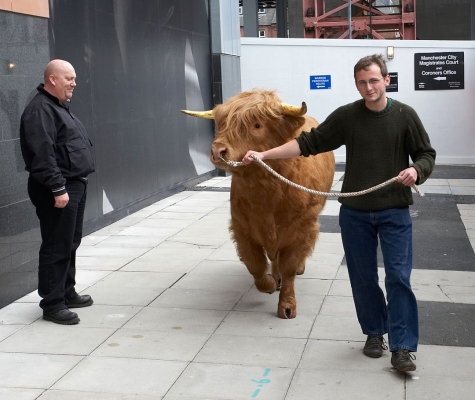 Grzegorz Giving Ross Some Exercise
A bit like dog walking --- only the "dog" is a lot larger!  Fez, one of Ross' regular security guards, is watching.
Ключові слова: Ross of Bien Esk Grzegorz Bednarski Highland Bull exercise walk Manchester Magistrates Court Fez