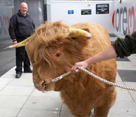 Ross of Bien Esk
With Fez, one of his regular security guards, in the background.
Palabras clave: Ross of Bien Esk Highland bull security guard Fez