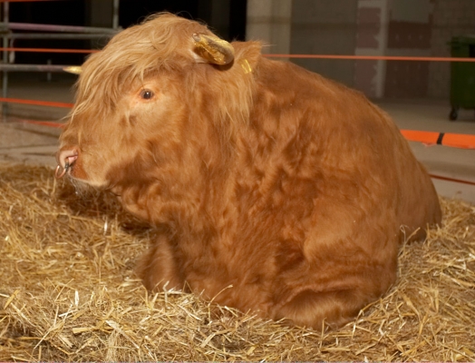 Ross of Bien Esk
Relaxing between performances.
Λέξεις-κλειδιά: Ross of Bien Esk Highland bull