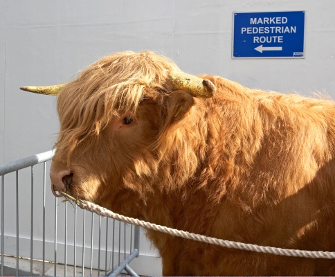 Ross of Bien Esk
Photographed in the City of Manchester.
Anahtar kelimeler: Ross of Bien Esk Highland bull City of Manchester