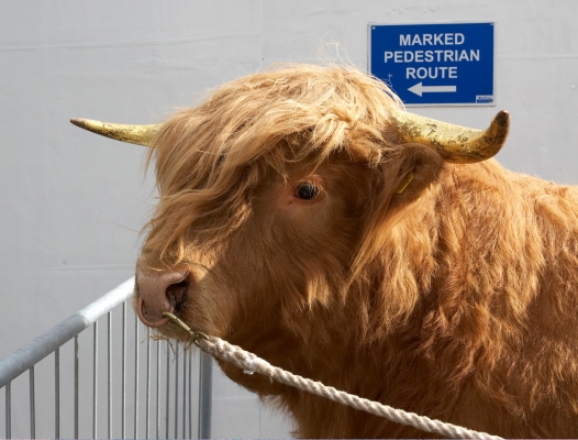 Ross of Bien Esk
Schlüsselwörter: Ross of Bien Esk Highland bull