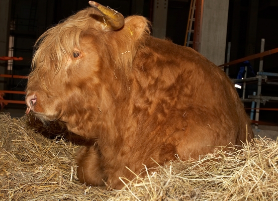 Ross of Bien Esk
The peformances over, Ross takes a well-earned rest in his secret location.
Λέξεις-κλειδιά: Ross of Bien Esk Highland bull Highland cattle