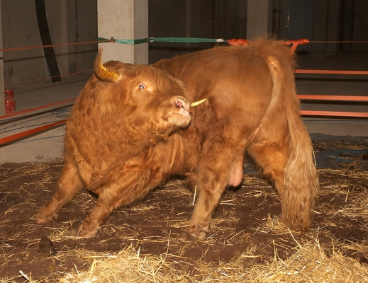 Ross of Bien Esk
Scratching himself with one of his gilded horns
Palabras Clave: Ross of Bien Esk Highland bull golden horn gilded horn scratch