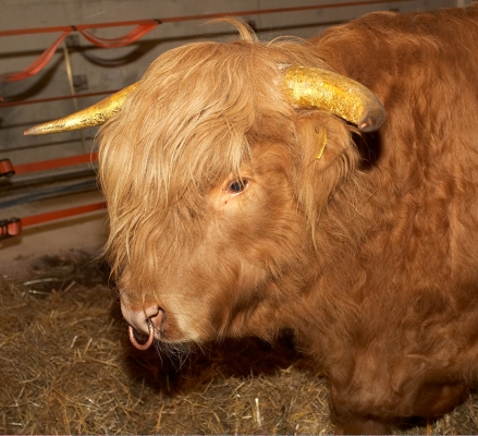 Ross of Bien Esk
Anahtar kelimeler: Ross of Bien Esk Highland bull