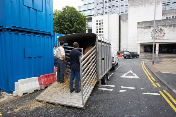 Ross Being Loaded Into The Stock Trailer
For the trip back to Lucies Farm
Keywords: Ross of Bien Esk Highland bull Lucies Farm Manchester Crown Court