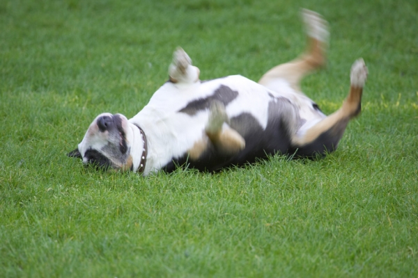 Tapa Rolling in the Garden
Keywords: Tapa English Bull Terrier
