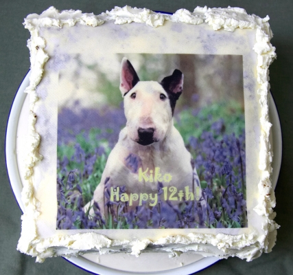 Kiko's Birthday Cake
For Kiko's 12th Birthday, May 1 2007.  
Keywords: Kiko birthday cake English Bull Terrier