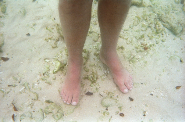 My Feet Underwater
There wasn't many (any?) fish, so we took underwater photos of my feet.
Ključne besede: Barbados Caribbean Continental Island Continental Islands Island Islands Nikonos V camera Sandy Lane Hotel