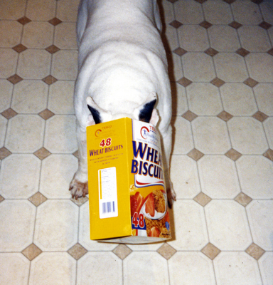 Pau With His Head in the Cereal Box
Palabras clave: english bull terrier pau