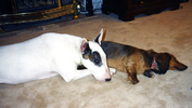 Z00634_p_7ab6ej2pz1157.jpg