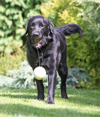 That ball is mine
Anahtar kelimeler: Millie Black Labrador