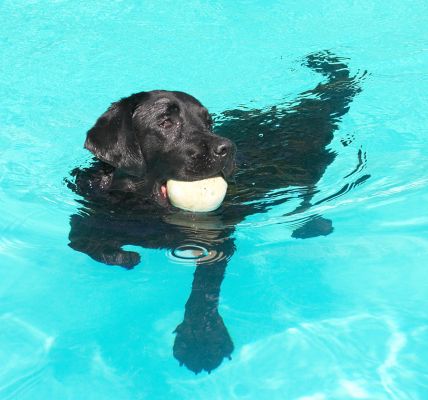 This is the life
Keywords: Millie Black Labrador