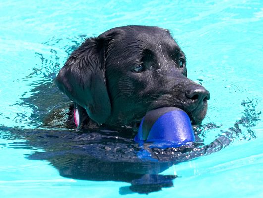 There are loads of good toys in here
Λέξεις-κλειδιά: Millie Black Labrador